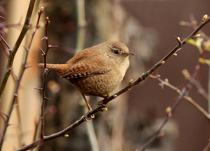 Winter survival in wrens