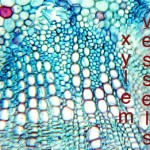 xylem vessels