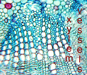 xylem vessels