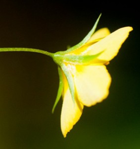 yellow-pimpernel