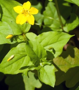 yellow-pimpernel-3