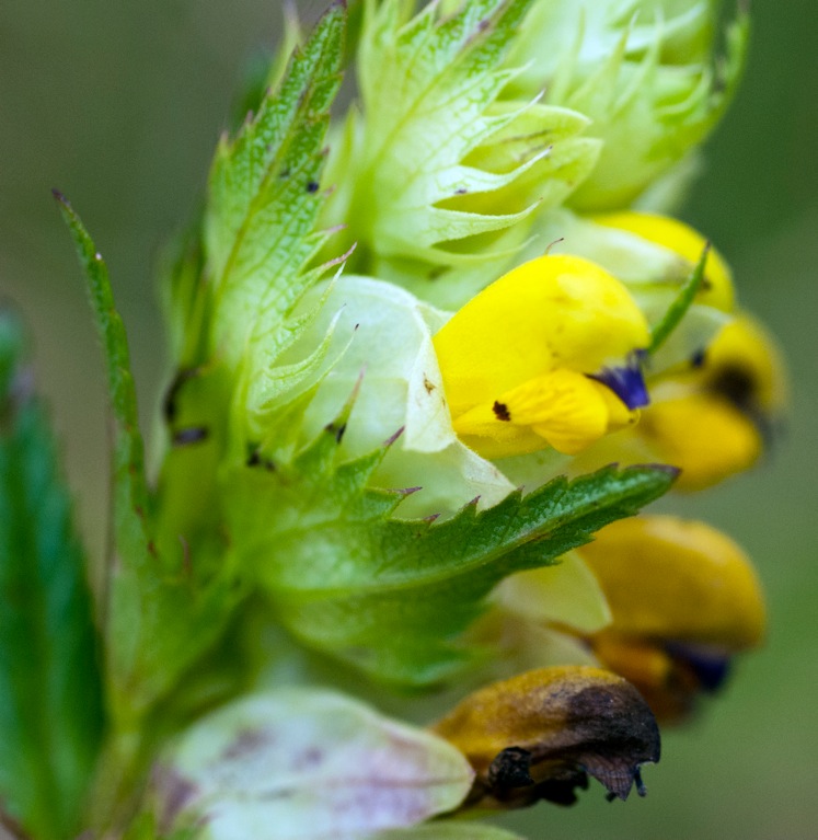 yellow-purple-unknown-3