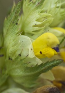 yellow rattle flower
