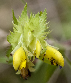 yellow rattle flower 3