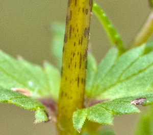 yellow rattle stem