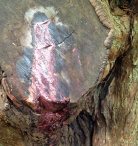 Bleeding Yew tree in Pembrokeshire