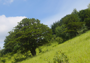 Woodland types :Yew Woodland.