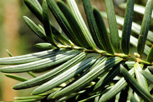 Yew leaves arranged in rows