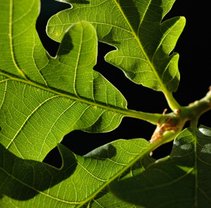 young-oak-leaves