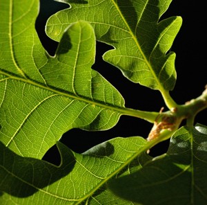 The life cycle of an oak tree