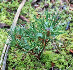 young-pine