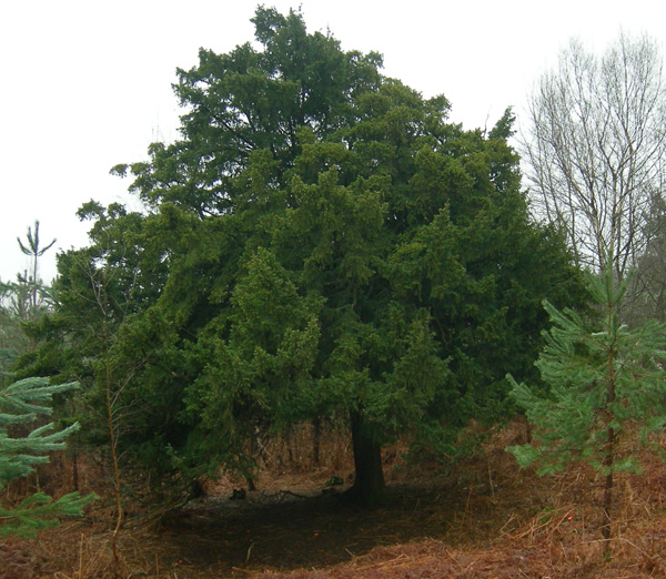 Young Yew - note  deep shadow under foliage
